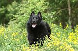 SCHIPPERKE 580